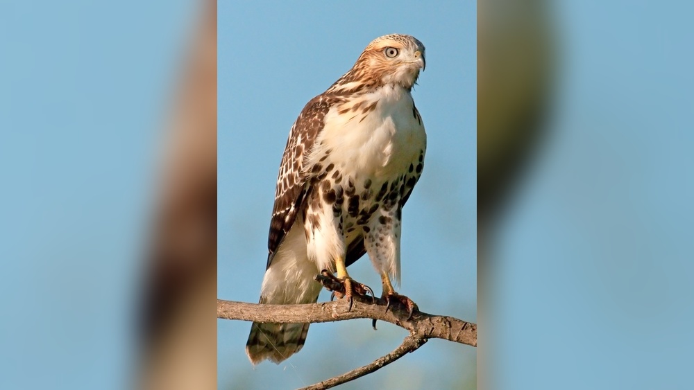 10 Birds Of Prey In Ontario Canada
