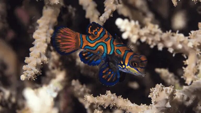 13 Most Popular Colorful Fish