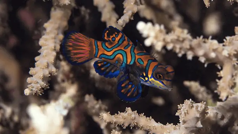 13 Most Popular Colorful Fish