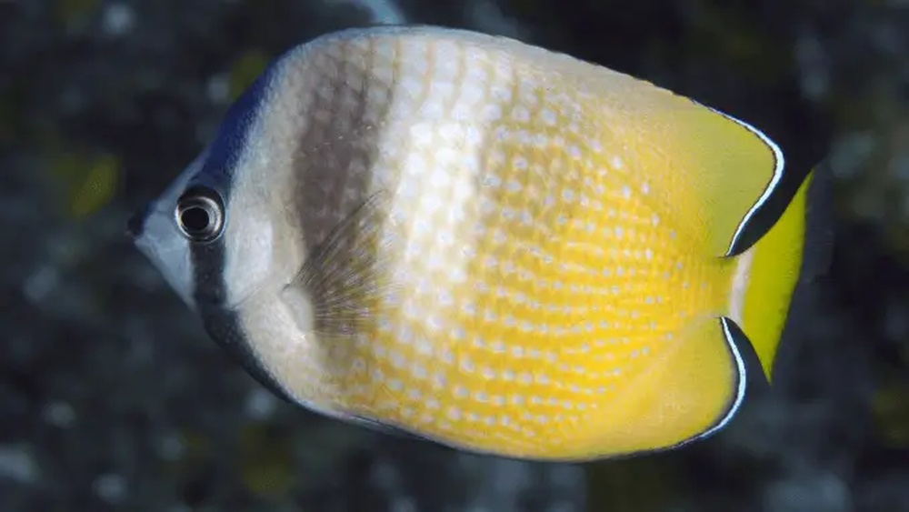 14 Popular Saltwater Fish For Beginners