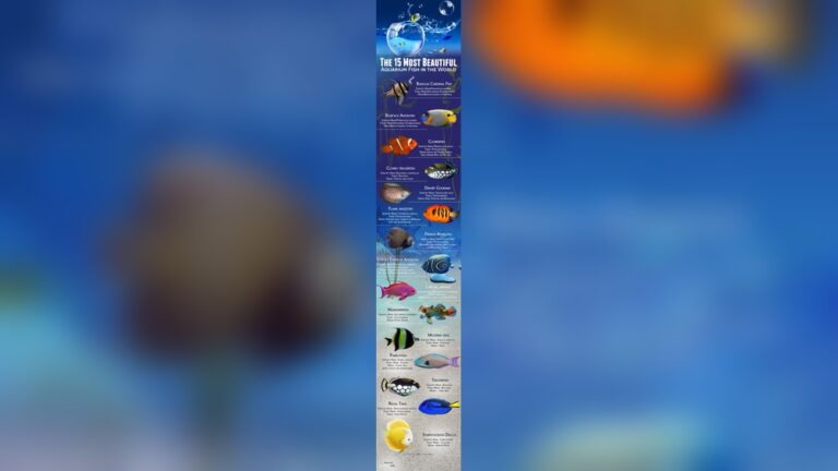 15 Most Beautiful Fish