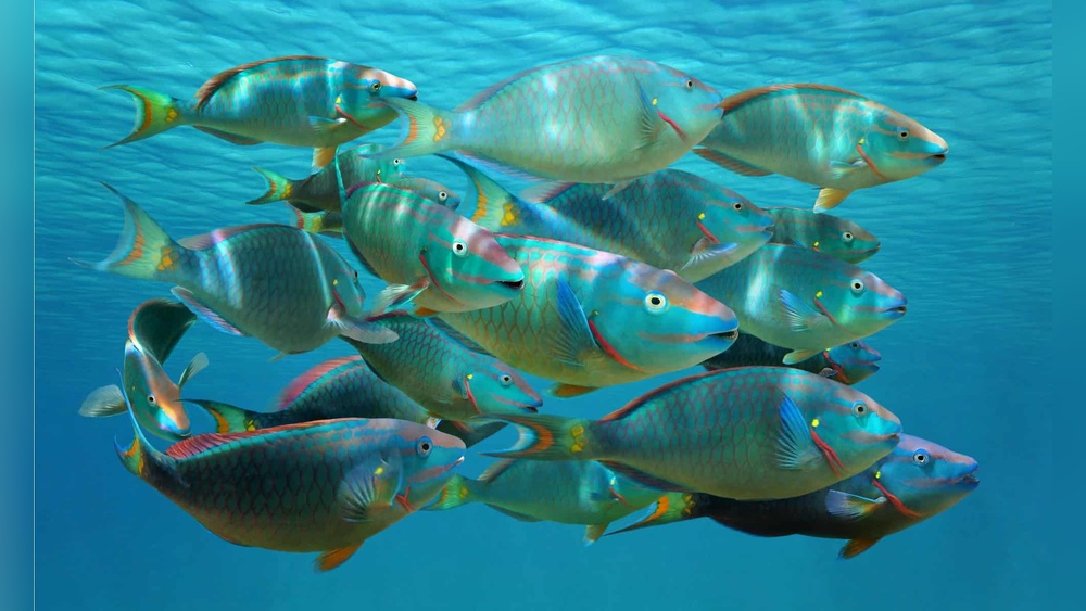 17 Most Popular Saltwater Fish