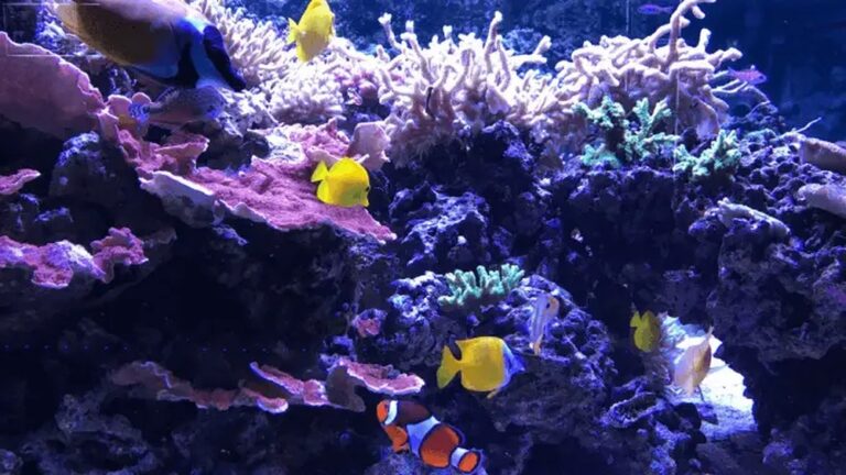 21 Beginner Aquarium Mistakes