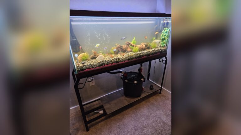 55 Gallon Fish Tank
