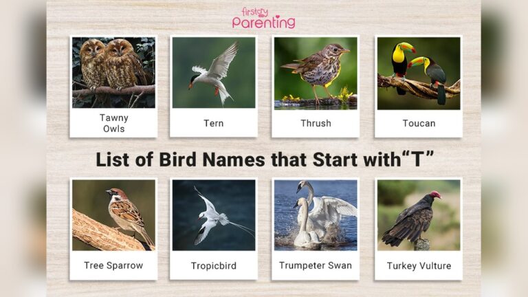 6 Letter Bird Name Starting With T