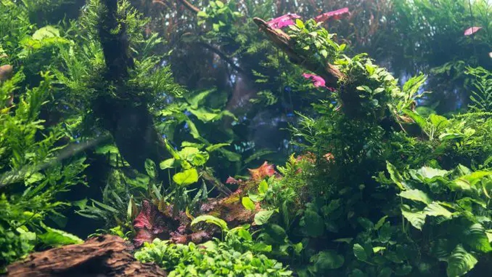 8 Reasons To Keep Fish