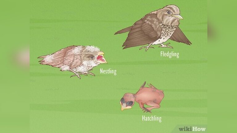 A Baby Bird Falls From Its Nest