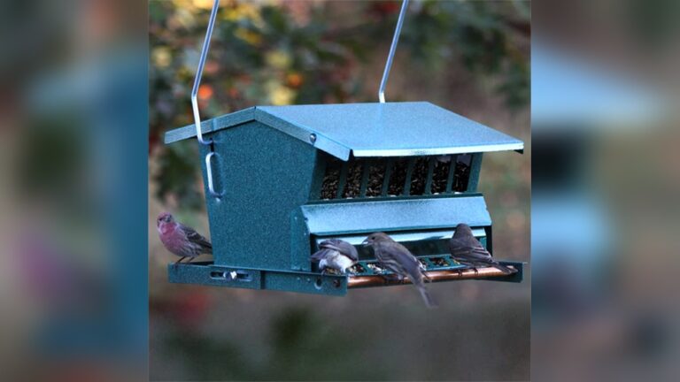 Absolute Bird Feeder