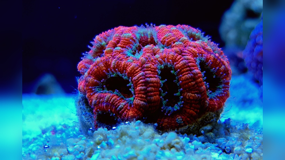 Acan Coral