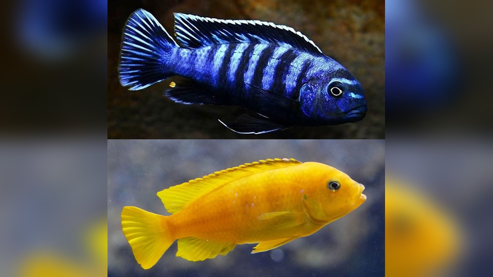 African Cichlid