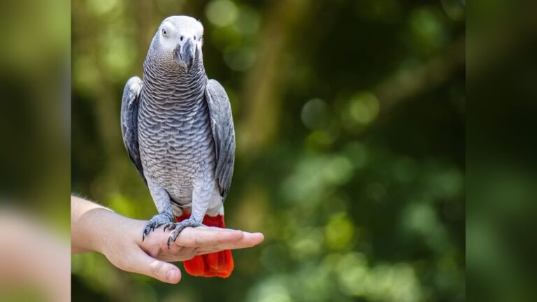 African Grey Parrot Care