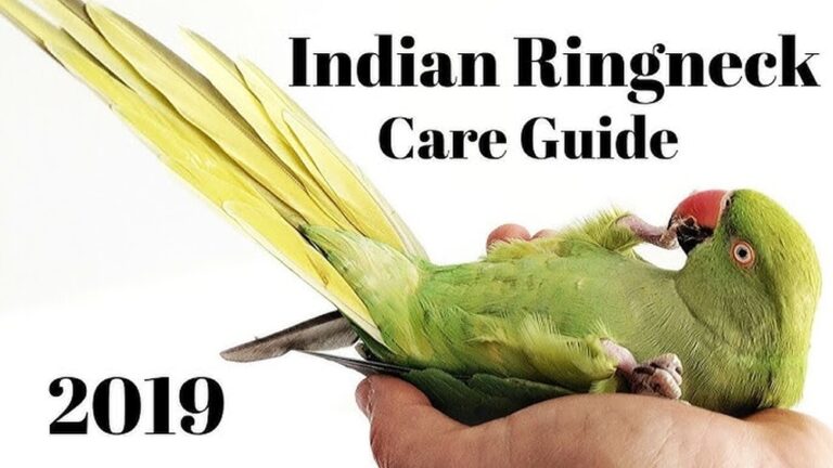 African Ringneck Parrot Care Guide