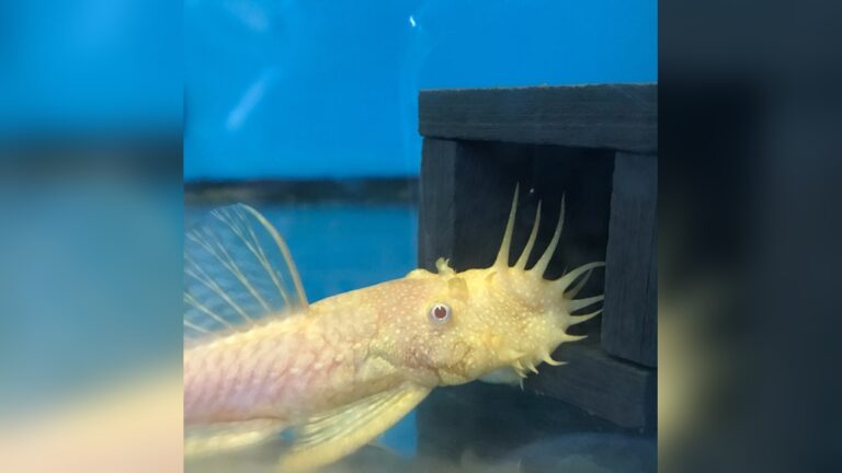 Albino Bristlenose Pleco