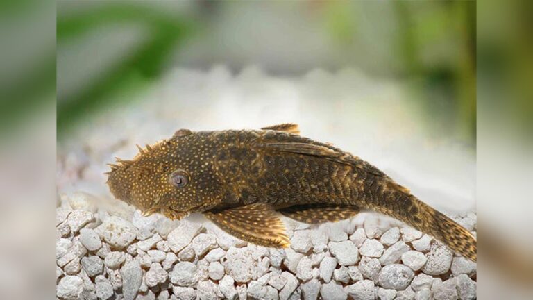 Algae Eaters: Ultimate Guide to a Spotless, Healthy Aquarium