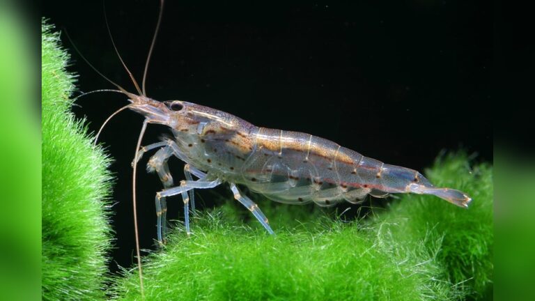 Amano Shrimp