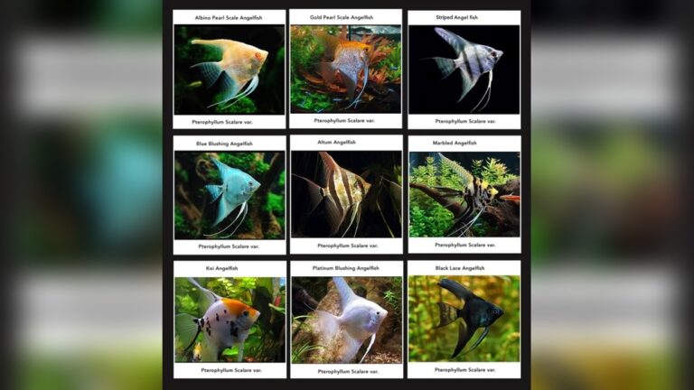 Angelfish Types