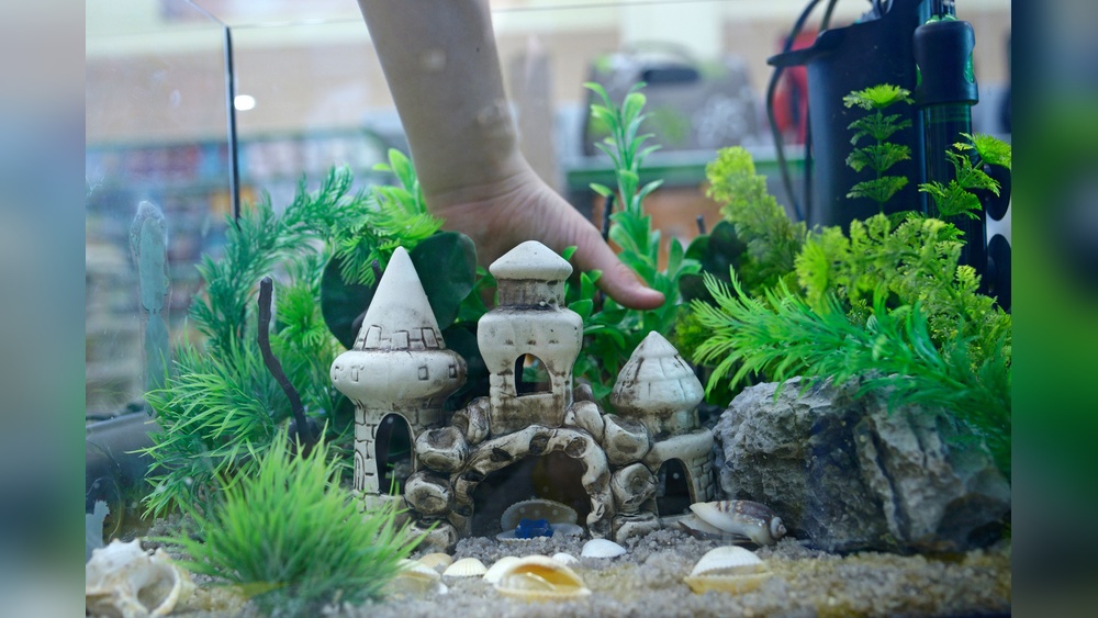 Aquarium Decor Ideas