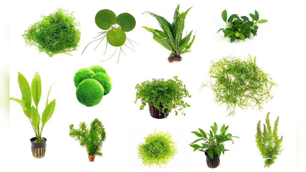 Aquarium Plants