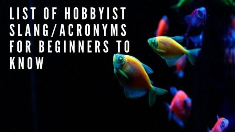 Aquarium Slang Words And Acronyms