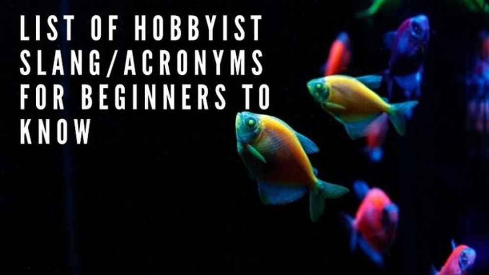 Aquarium Slang Words And Acronyms