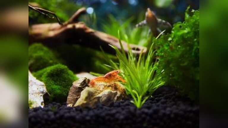 Aquarium Tanks In Casinos The Intersection Of Nature And Gaming