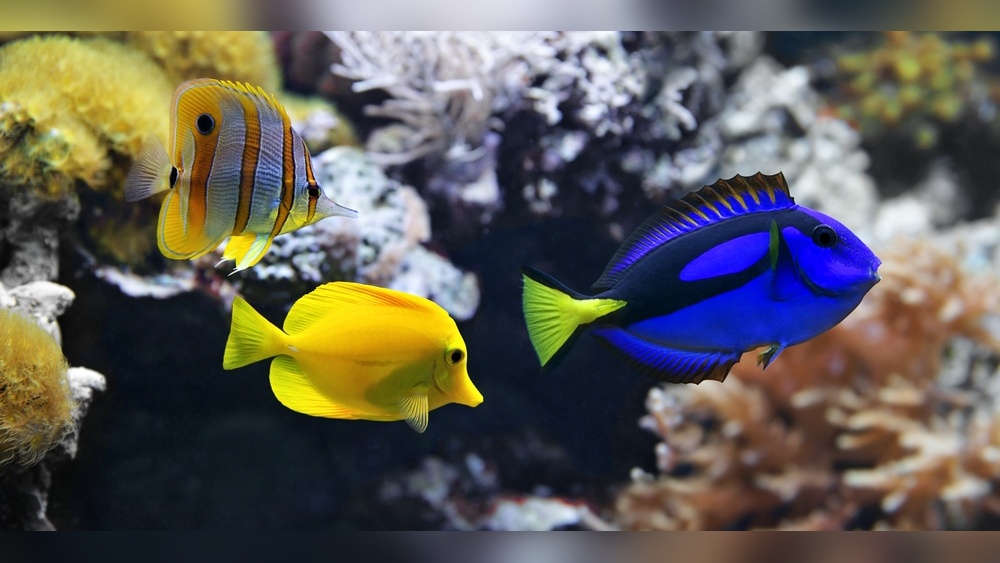 Aquariums A Deeper Look At Their Impact
