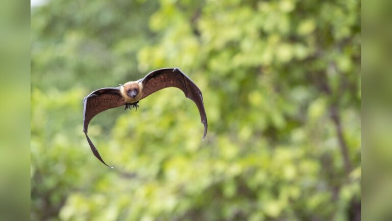 Are Bats Rodents: Debunking Common Myths and Surprising Facts