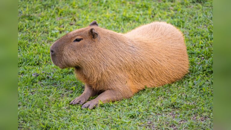 Are Capybaras Rodents? Discover the Truth About These Giants