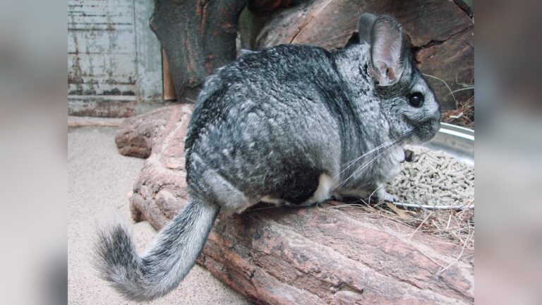 Are Chinchilla Rodents: Surprising Facts You Must Know