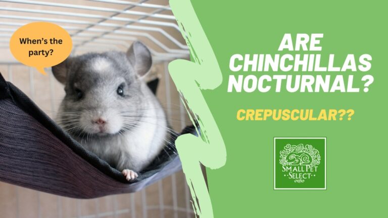 Are Chinchillas Nocturnal: Unveiling Their Nighttime Secrets
