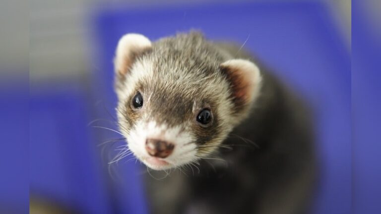 Are Ferret Rodents: Debunking Myths and Surprising Facts