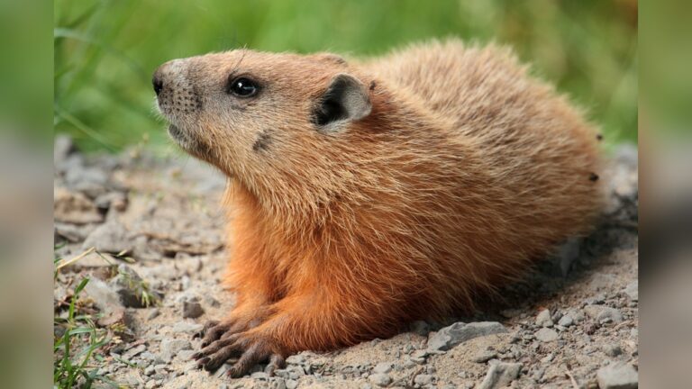 Are Groundhogs Rodents? Unveiling Surprising Facts!