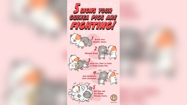 Are Guinea Pigs Aggressive: Unveiling Surprising Truths
