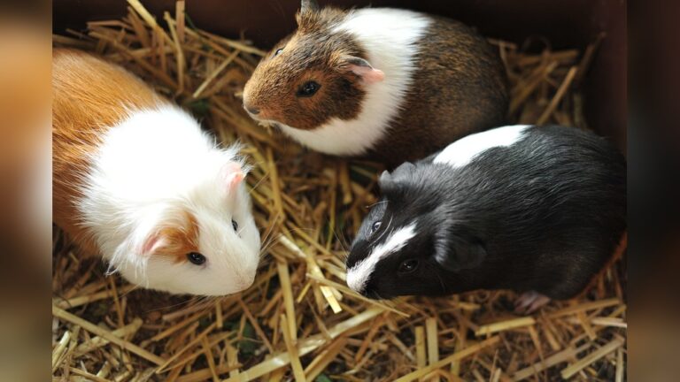 Are Guinea Pigs Social: Discover Their Surprising Friendship Traits