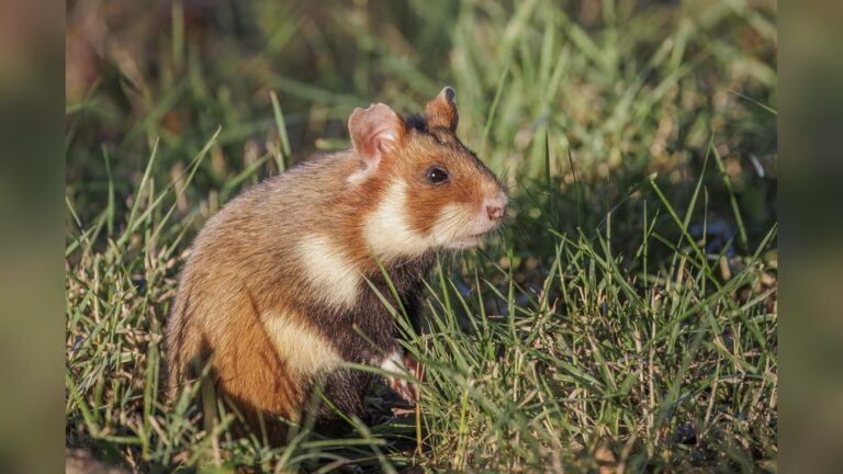 Are Hamsters Rodents: Surprising Facts You Need to Know