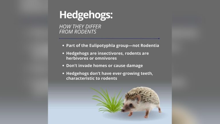 Are Hedgehog Rodents: Debunking Common Myths Today