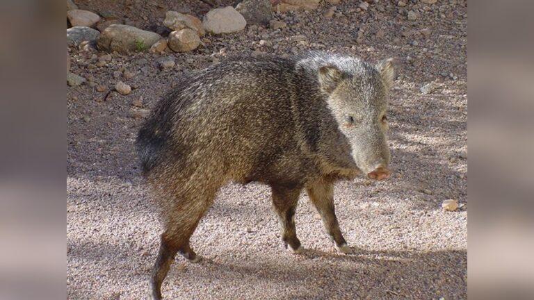 Are Javelina Rodents: Surprising Facts You Need to Know