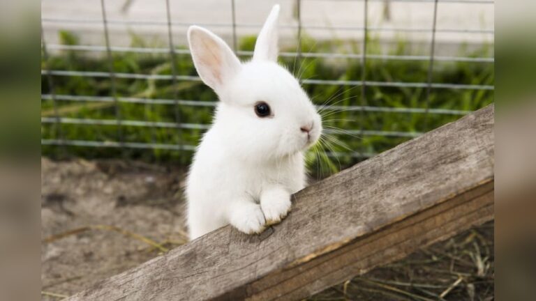 Are Rabbits Rodents: Debunking Common Myths and Facts