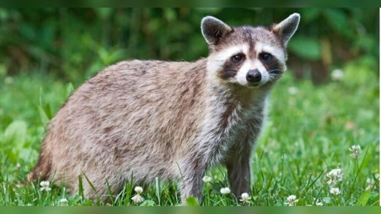 Are Raccoon Rodents? Unveiling Surprising Wildlife Facts