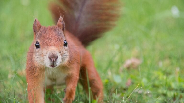 Are Red Squirrels Aggressive: Uncovering Their True Nature