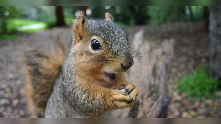 Are Squirrels Rodents: Unveiling the Truth Behind These Creatures