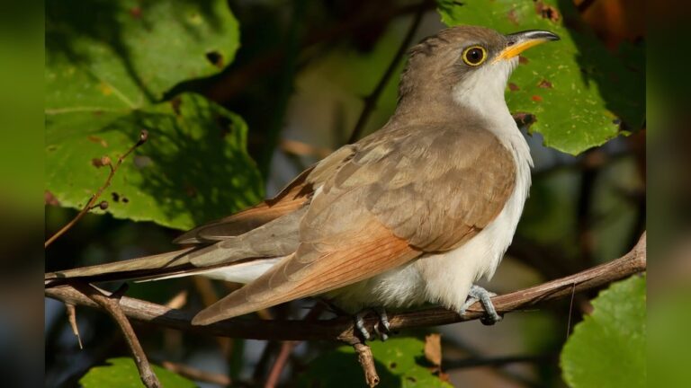Are There Cuckoo Birds In The Usa