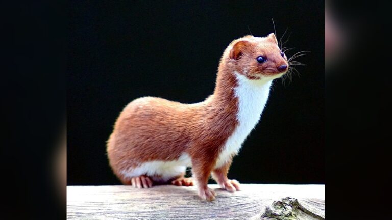 Are Weasels Rodents: Debunking the Common Misconception