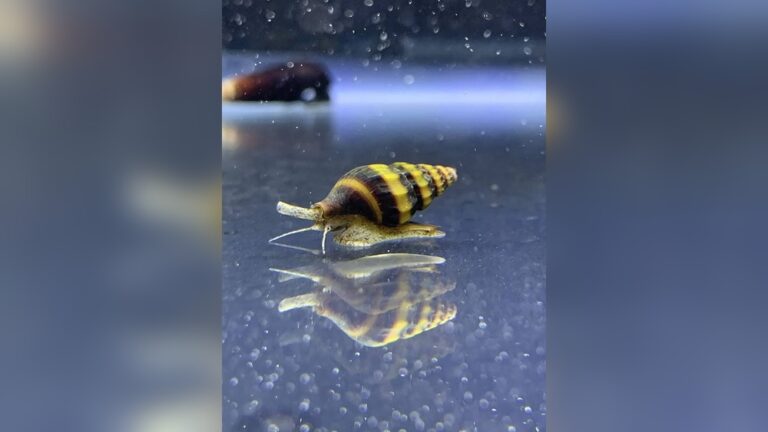Assassin Snail