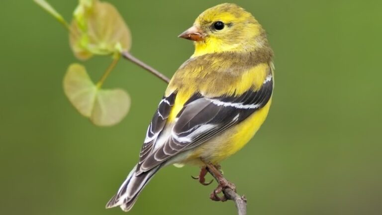 Attracting Finches To Your Backyard