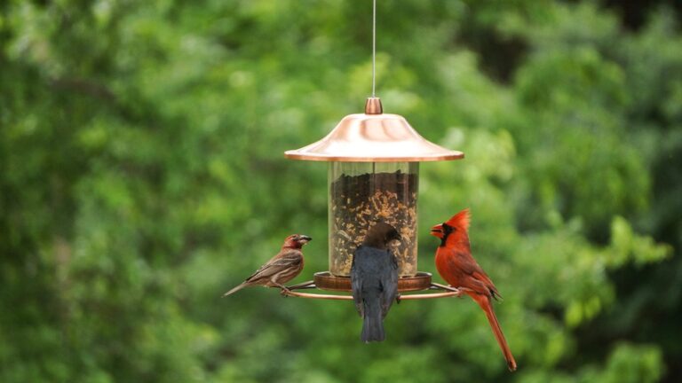 Attracting Songbirds To Your Backyard