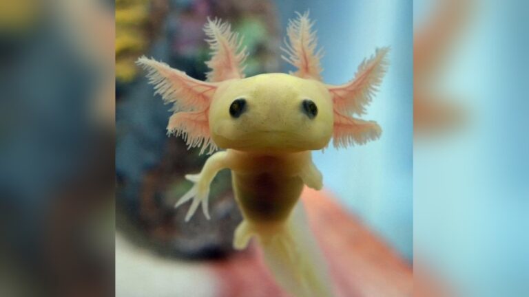 Baby Axolotl