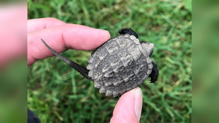 Baby Snapping Turtle