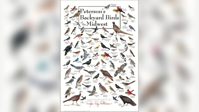 Backyard Birds Of The Midwest