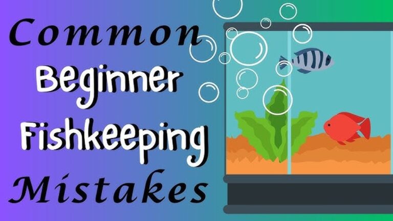 Beginner Fishkeeping Mistakes